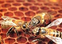 Origine Tintura Madre preparata per macerazione in alcool di api intere APIS MELLIFICA Composizione Enzimi: