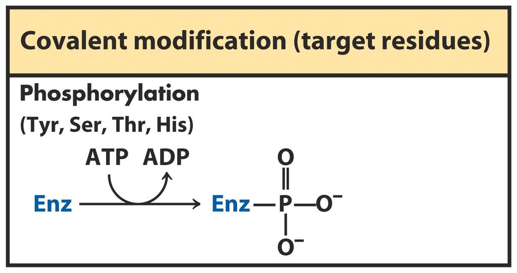Regolazione enzimatica tramite modificazione covalente reversibile Le