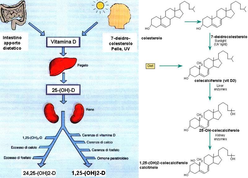 1,25-(OH) 2 -D Eccesso calcio Eccesso Pi Carenza di Vit D