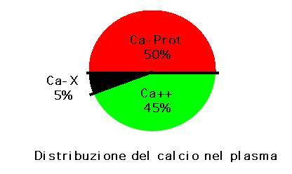 Il CALCIO