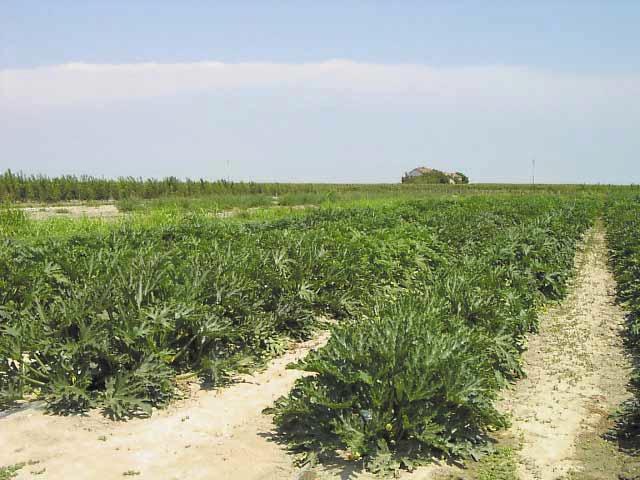 Tabella 9 - Lazio - Risultati produttivi di zucchino in coltura estiva Tipologia frutti/ pianta Produzione commerciabile peso kg/ pianta (n.