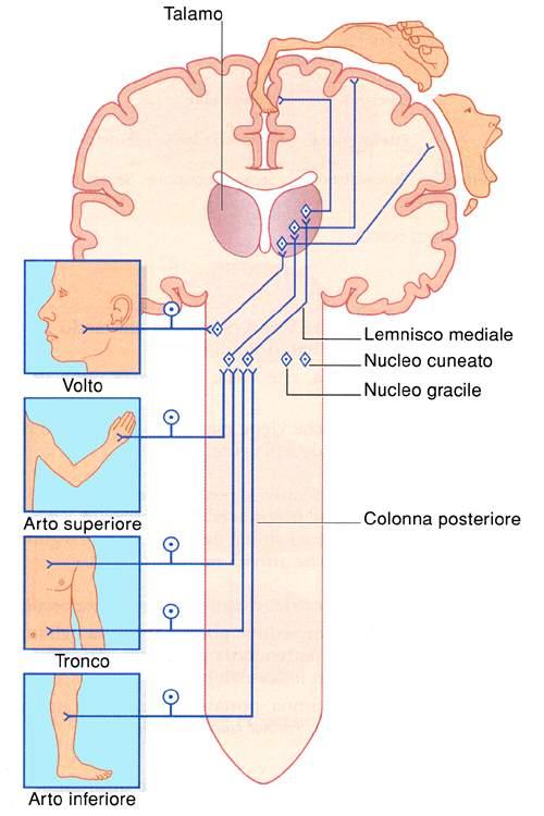 Immagine tratta da: Neuroanatomia, Fitzgerald, Folan-Curran,