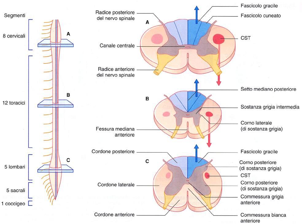 Immagine tratta da: Neuroanatomia, Fitzgerald, Folan-Curran,