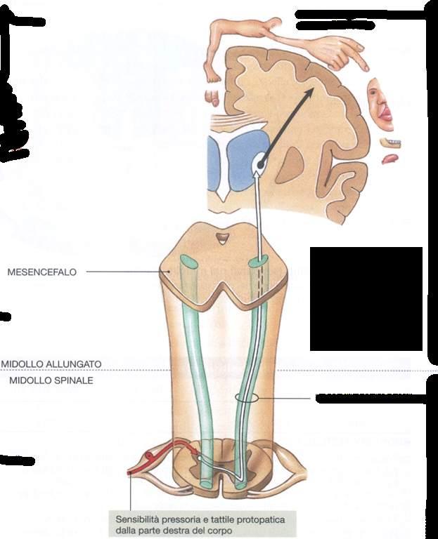 Immagine tratta da: Anatomia Umana, Martini, Timmons, Tallitsch, EdiSes, V Edizione