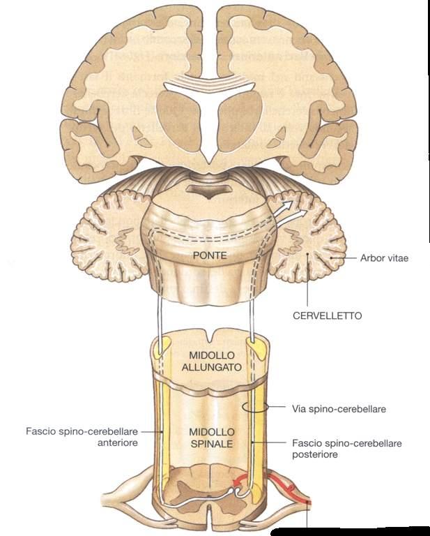 Immagine tratta da: Anatomia Umana, Martini, Timmons,