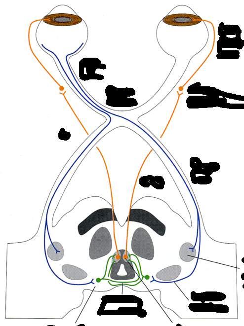 Immagine tratta da: The Human Brain, J.