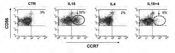 KIR+ e/o NKG2A+ di migrare anch essa a livello linfonodale.