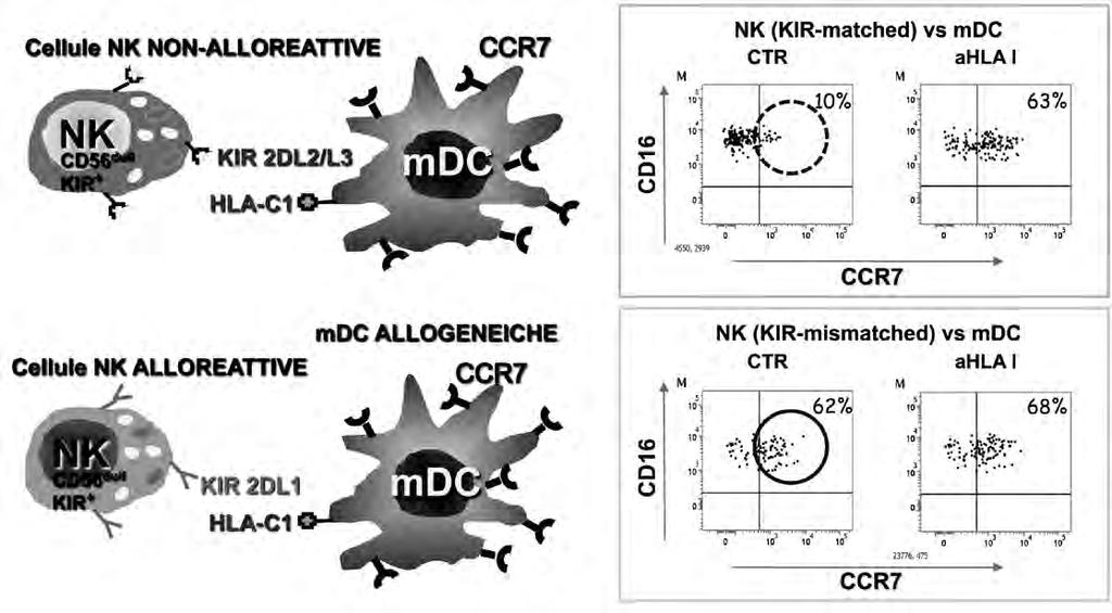 inibitori sono in grado di inibire l acquisizione di CCR7 da parte delle cellule NK.