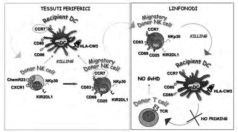 laboratorio) hanno dimostrato che questa espressione è il risultato di un meccanismo di up-take della molecola CCR7 da cellule target CCR7+, un fenomeno definito trogocitosi (Joly E, 2003; Davis DM,