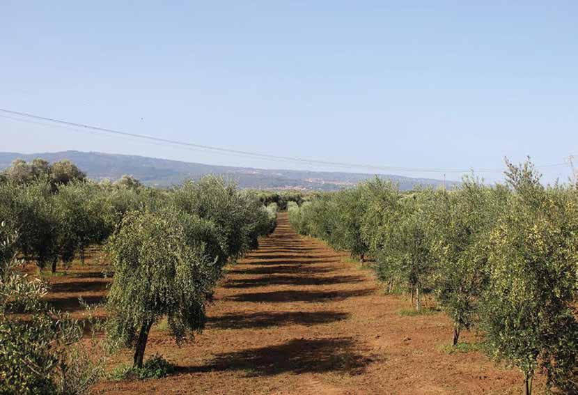 L Olio Carbone per l