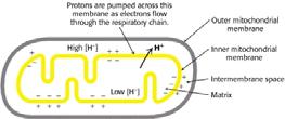 Un gradiente protonico fornisce l energia per la sintesi dell ATP (2) In 1961, Peter Mitchell