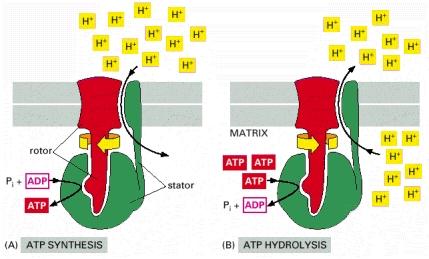 Man mano che i protoni che si accumulano seguono il gradiente elettrochimico di ritorno attraverso la membrane lungo un complesso ATP sintasi, il movimento dei protoni fornisce l energia per
