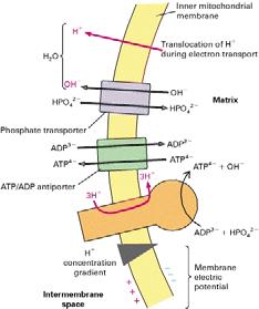 Trasportatori sulla membrana mitocondriale interna Trasporto di metaboliti attraverso la membrana mitocondriale interna (1) http://www.ncbi.nlm.nih.