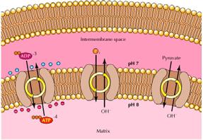 gov/books/nbk9885/figure/a1650/ Trasporto di metaboliti attraverso la membrana mitocondriale interna (2) Il trasporto di piccolo molecule attraverso la membrane interna è mediato da proteine di