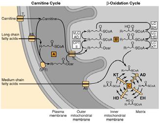 Questa reazione è catalizzata dalla carnitine aciltrasferasiche è legata alla membrana mitocondriale esterna. http://lpi.oregonstate.edu/infocenter/othernuts/carnitine/structure.html http://www.ncbi.