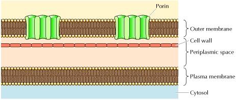 Membrane mitocondriali I mitocondri sono circondati da due membrane, la membrana mitocondriale esterna e la membrana mitocondriale interna.