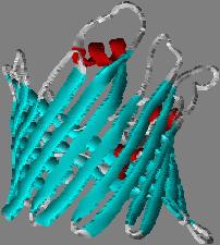 La membrana mitocondriale interna contiene due domini interconnessi: Membrana delimitante interna: sotto la membrana mitocondriale esterna.