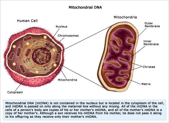 Mitocondri DNA MITOCONDRIALE http://www.personal.psu.