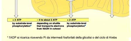 the inner membrane. The voltage component of the electrochemical gradient is required for translocation across the inner membrane.