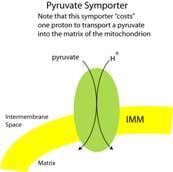 MOVIMENTO DEL PIRUVATO DAL CITOSOL VERSO LA MATRICE MITOCONDRIALE (1) In condizioni aerobiche il piruvato è trasportato all interno dei mitocondri in scambio con l ione OH mediante il