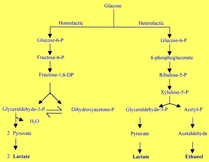 Batteri lattici (LAB: Lactic acid bacteria) ATTIVITÀ ACIDIFICANTE DEI LAB