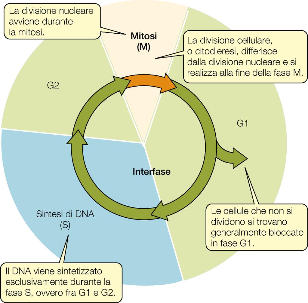 INTERFASE DIVISIONE INTERFASE DIVISIONE INTERFASE DIVISIONE Il ciclo