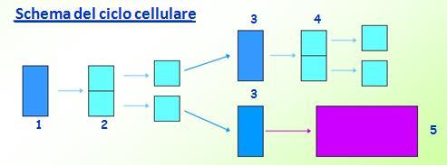 Le cellule meristematiche (1) sono caratterizzate dalla ripetizione del ciclo: divisione - accrescimento embrionale L accrescimento per divisione (2, 4) che non determina crescita in senso stretto,