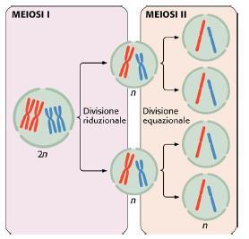 La meiosi avviene secondo due fasi principali, dette rispettivamente prima e seconda divisione meiotica, o meiosi I e meiosi II.