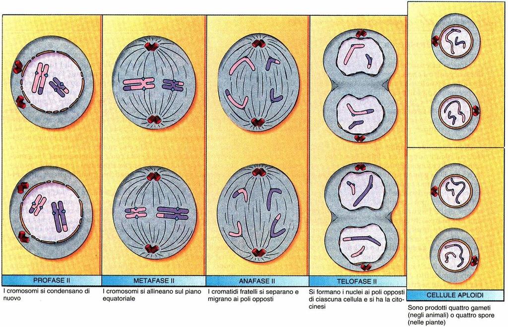 Meiosi II Si parte da una cellula 2n con cromosomi dicromatidici per