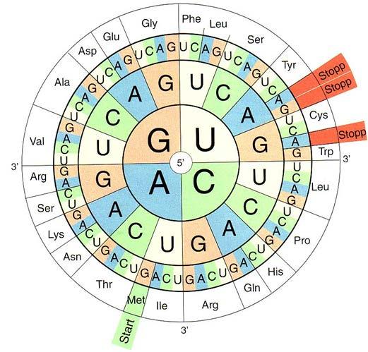 Nei libri di testo di biologia appaiono schemi come quello di questa immagine. e) Che didascalia scriverebbe sotto questa immagine, se fosse un autore di un libro di testo?