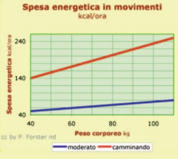 IL METABOLISMO BASALE Il metabolismo è il complesso delle trasformazioni chimiche, fisiche e biologiche effettuate da un vivente per rinnovarsi e rigenerarsi.