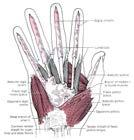Eminenza Tenar: Abduttore Breve del Pollice (ABP) Opponente (OP) Flessore Breve del Pollice (FBP) Adduttore del Pollice (AP) Eminenza Ipotenar: Abduttore Digiti Minimi (ADM) Flessore Breve Digiti