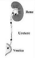 CLASSIFICAZIONE IN FUNZIONE DELLA SEDE RENALE 50% URETERALE 35-40% VESCICALE 6-10% URETRALE > 1% CALCOLOSI PRIMITIVA, CALCOLOSI SECONDARIA CALCOLOSI DA MIGRAZIONE Calcolosi urinaria 15 Asintomatica