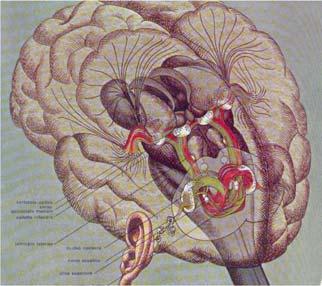 Psicoacustica e funzione uditiva La percezione dell altezza del tono (pitch) Psicoacustica lo studio della funzione uditiva relazione tra le proprietà fisiche del suono e le sensazioni che produce.