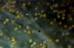 Allestire una collezione di funghi micorrizici arbuscolari utili nella produzione floricola Step fondamentali: - Selezione spore di funghi AM -