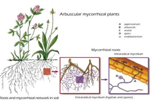 arbuscolari A appressorio B arbuscolo C vescicola D spora Radici micorrizate Micelio