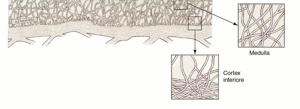 di ancoraggio al substrato Soredi: gruppi di ife intrecciate con alghe unicellulari o cianobatteri.