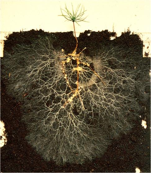 Le ectomicorrize Plantula di Pinus con estesa ectomicorriza che funziona come un estensione