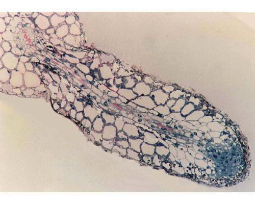 Radice laterale micorrizzata Immagini da: (A) La biologia delle piante di Raven,