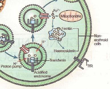 Internalizzazione del ferro Fe(II) viene espulso dalla vescicola da DCMT ( Divalent cation