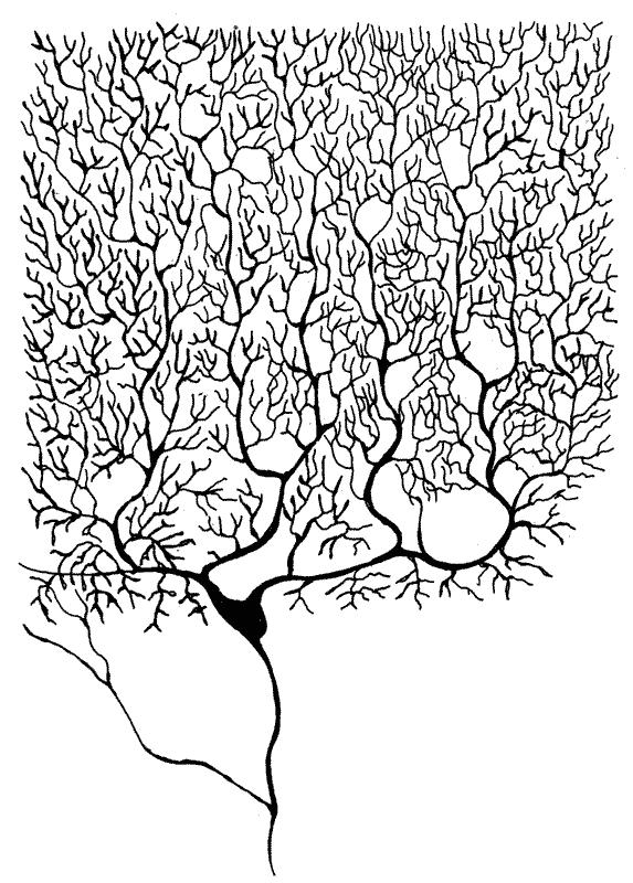 schema di un neurone realizzato con la camera lucida in questo disegno è visibile solo il moncone
