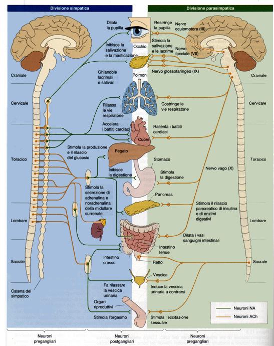 Modificazioni indotte dall attivazione del sistema nervoso autonomo muscolatura