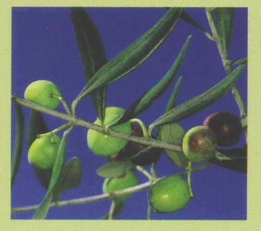 Nebbia del Menocchia (oliva cocia) Cultivar marchigiana, diffusa sporadicamente nella provincia di Ascoli Piceno, soprattutto nella valle del Menocchia.