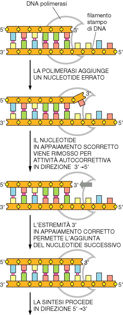 Per essere altamente fedele, la duplicazione del