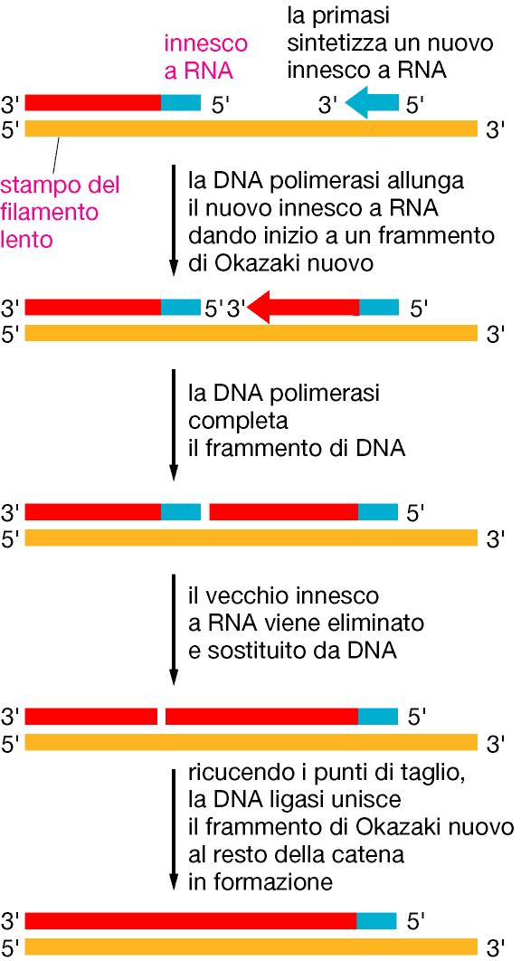 La DNA polimerasi esige un filamento innesco (primer) alla cui estremità 3 -OH sommerà