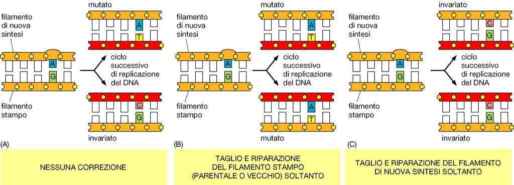 Correttore di appaiamento del DNA la cellula