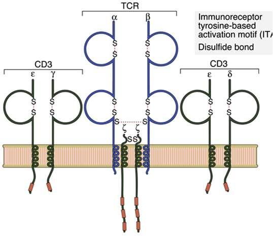 K d Ig/TCR/MHC Ig (secrete) TCR Molecole MHC K d 10-7 -10-11 M 10-5 -10-7 M 10-6 -10-9 M On-rate Rapido Lento Lento Off-rate Variabile Lento Molto lento Eterodimero a/b