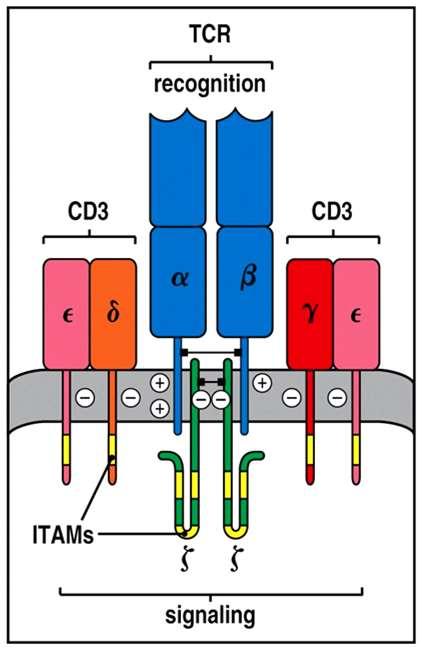 Interazioni elettrostatiche in complesso TCR-CD3 cariche TCR catena a 1 lisina (+), 1 arginina (+) catena b 1 lisina (+) cariche