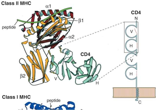 Il corecettore CD4 Composto da 1 catena 4 domini Ig extracellulari, 1 dominio transmembrana riconosce dominio b2 di