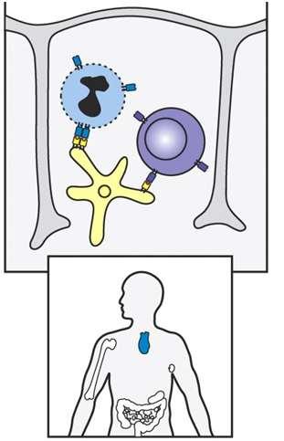 Sviluppo dei linfociti T (2/4) Selezione positiva cellule T immature che riconoscono MHC ricevono segnali di